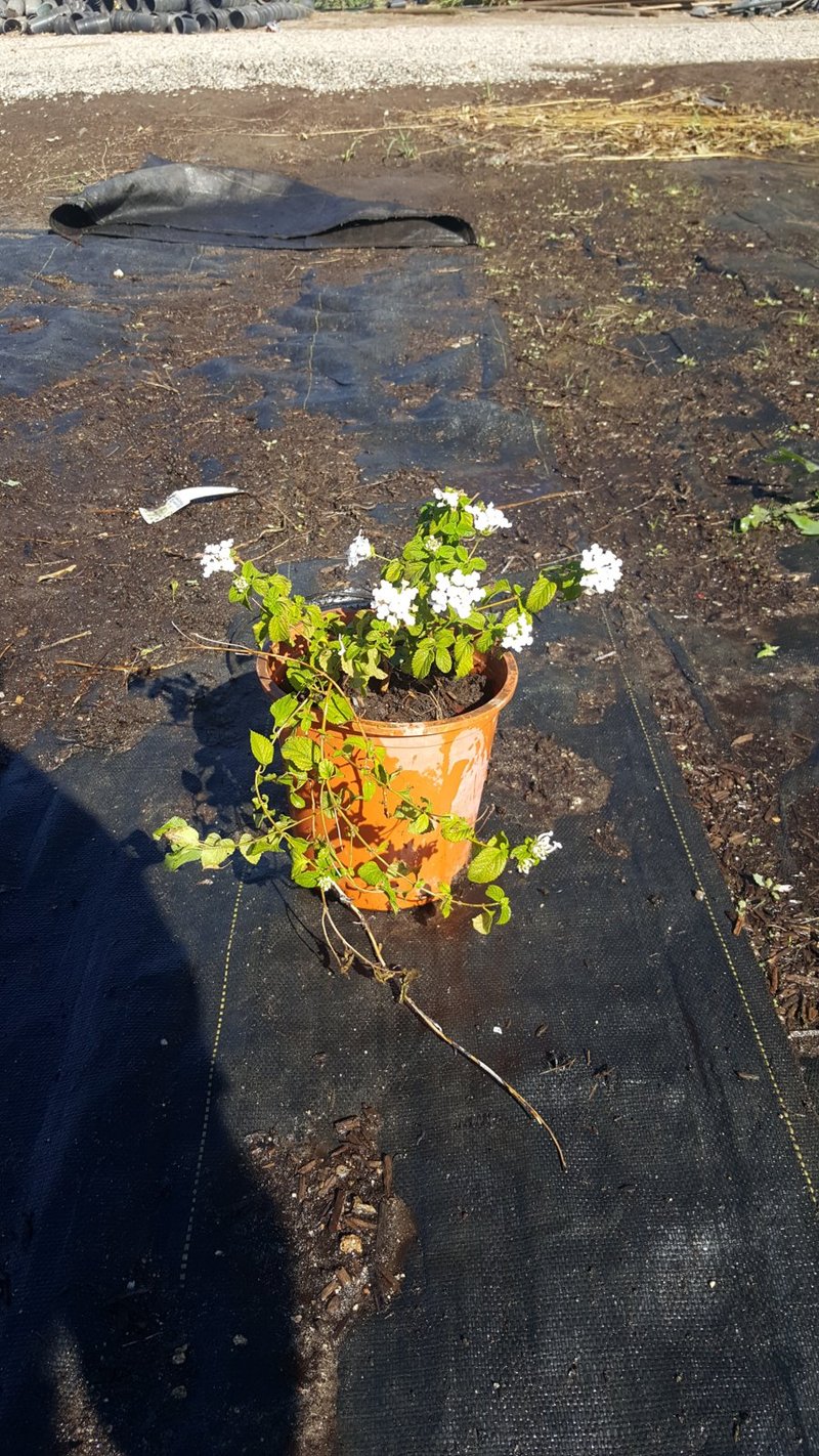 Photo for Lantana montevidensis 'Alba' (White Trailing Lantana)