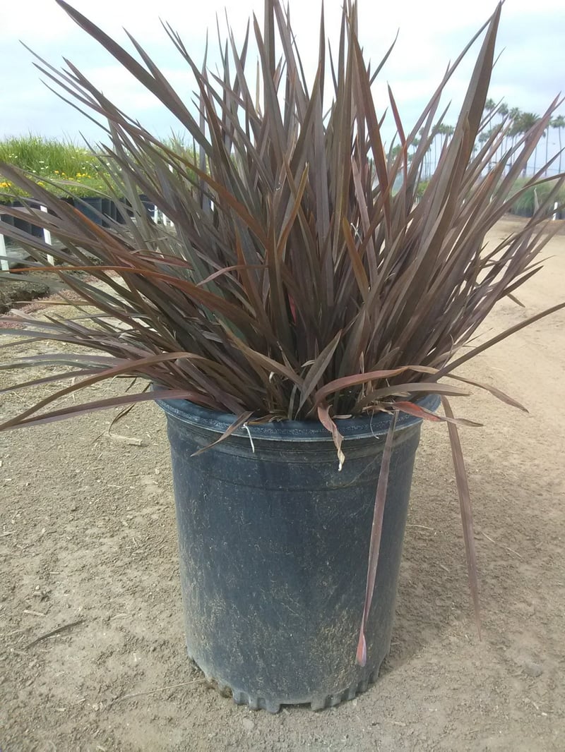 Photo for Phormium tenax 'Atropurpureum' (Bronze Flax)