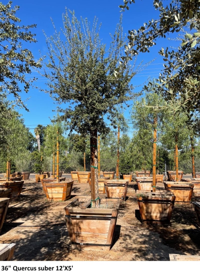 Photo for Quercus suber (Cork Oak)