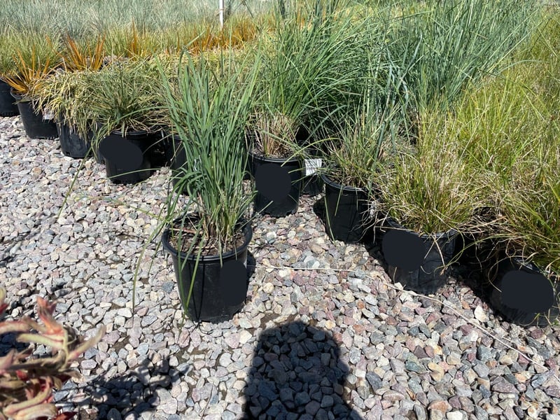 Photo for Festuca californica (California Fescue)