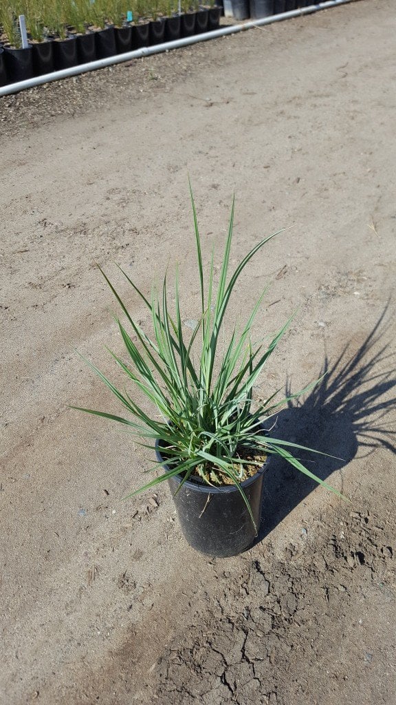 Photo for Carex spissa (San Diego Sedge)