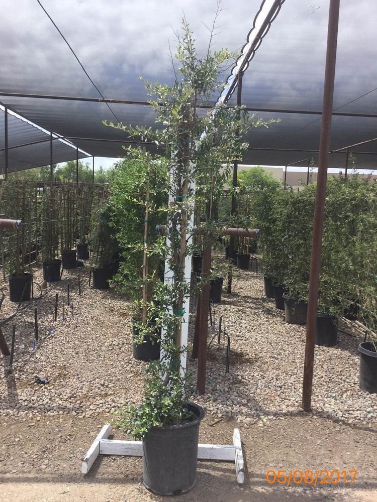 Photo for Pyracantha (Pyracantha)