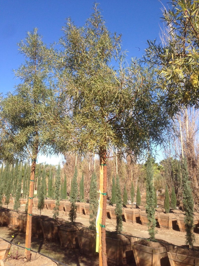 Photo for Rhus lancea (Standard) (African Sumac)