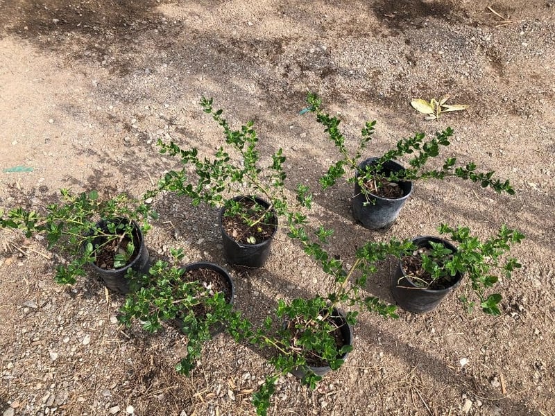 Photo for Ceanothus griseus horizontalis (Carmel Creeper, Wild Lilac)