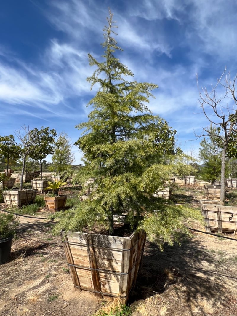 Photo for Cedrus deodara (Deodar Cedar)