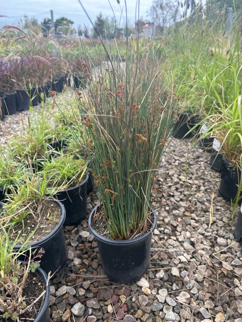 Photo for Juncus patens (California Grey Rush)
