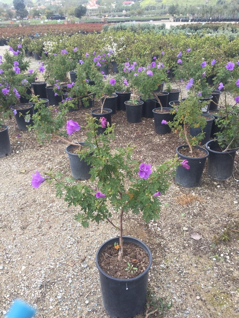 Photo for Alyogyne Huegelii 'Santa Cruz' (Santa Cruz blue Hibiscus)