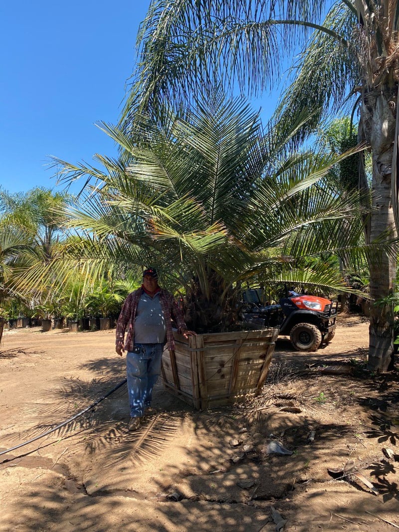 Photo for Jubaea chilensis (Chilean Wine Palm)