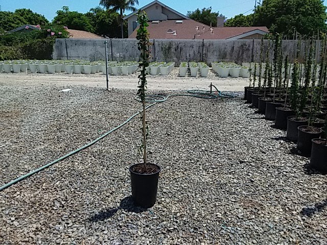 Photo for Dolichandra Unguis-Cati (Macfadyena unguis-cati) (Cat's Claw Vine)