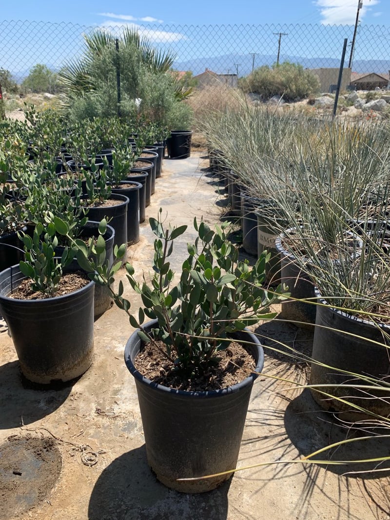 Photo for Simmondsia chinensis (Jojoba)