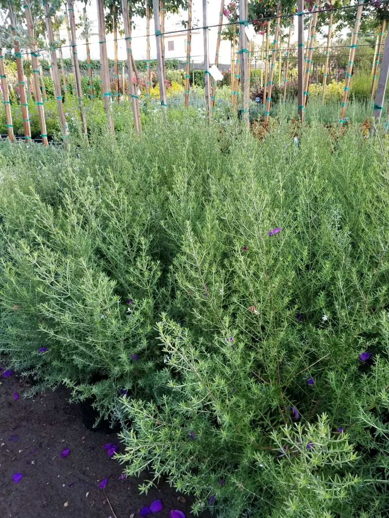 Photo for Westringia 'Wynyabbie Gem' (Wynyabbie Gem Coast Rosemary)