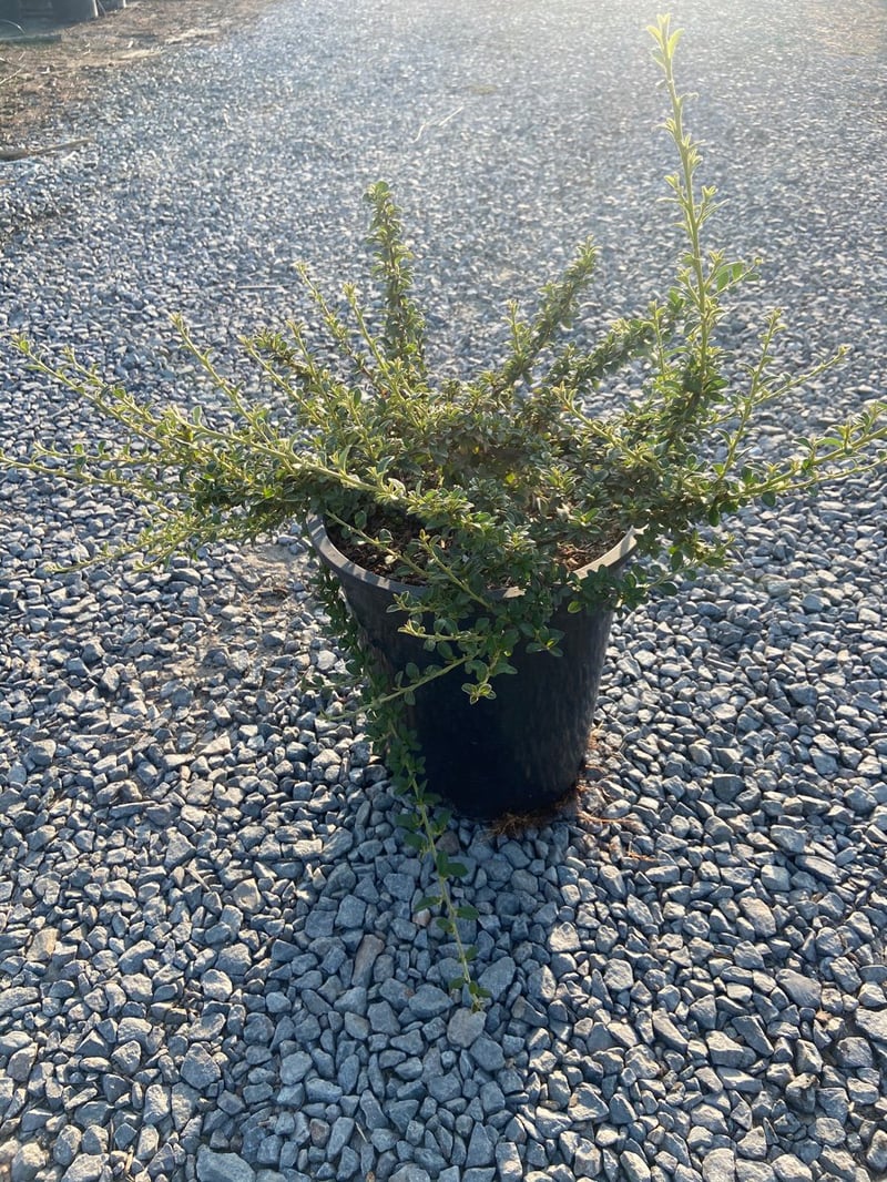 Photo for Cotoneaster dammeri (Bearberry)
