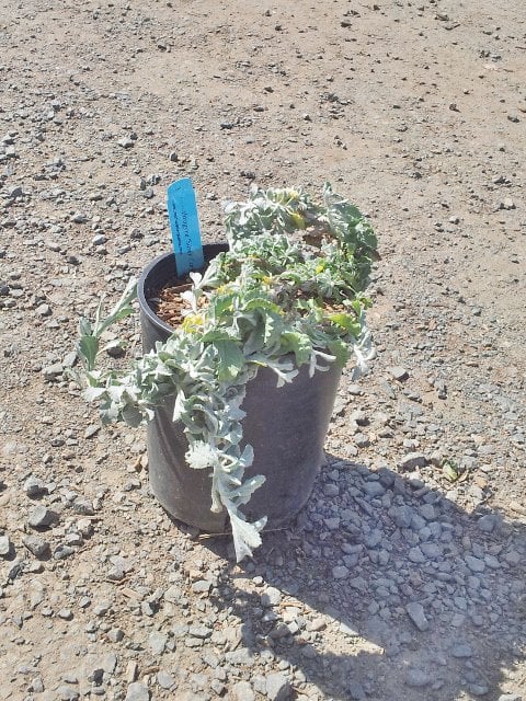 Photo for Lessingia filaginifolia 'Silver Carpet' (Silver Carpet Beach Aster )