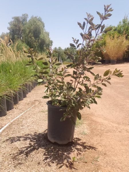 Photo for Vitex trifolia 'Purpurea' (Arabian Lilac)