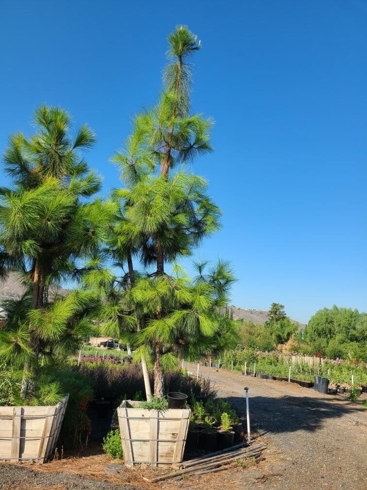 Photo for Pinus canariensis (Standard) (Canary Island Pine)