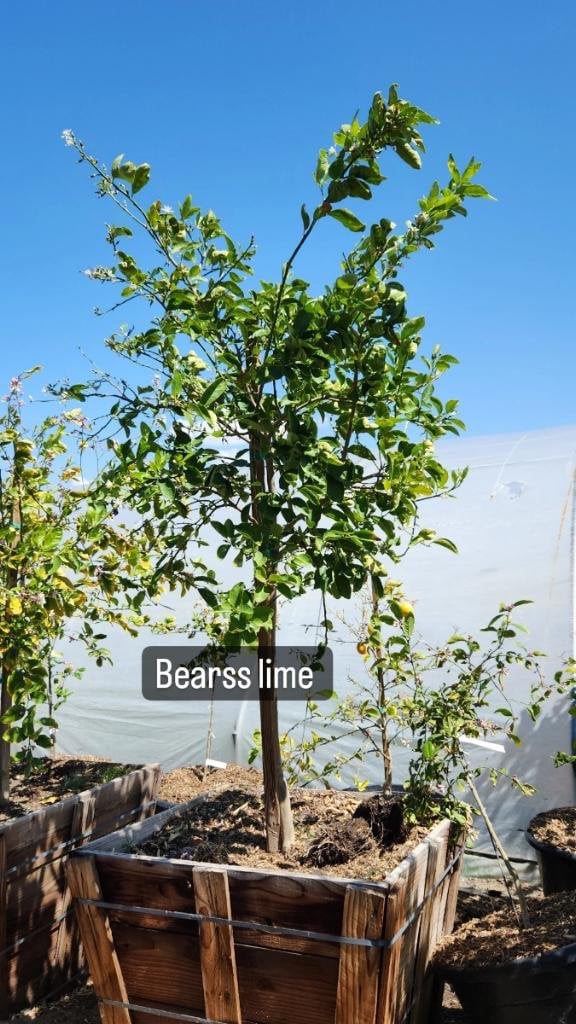 Photo for Citrus Lime 'Bearss' Standard (Citrus Lime 'Bearss' Standard)