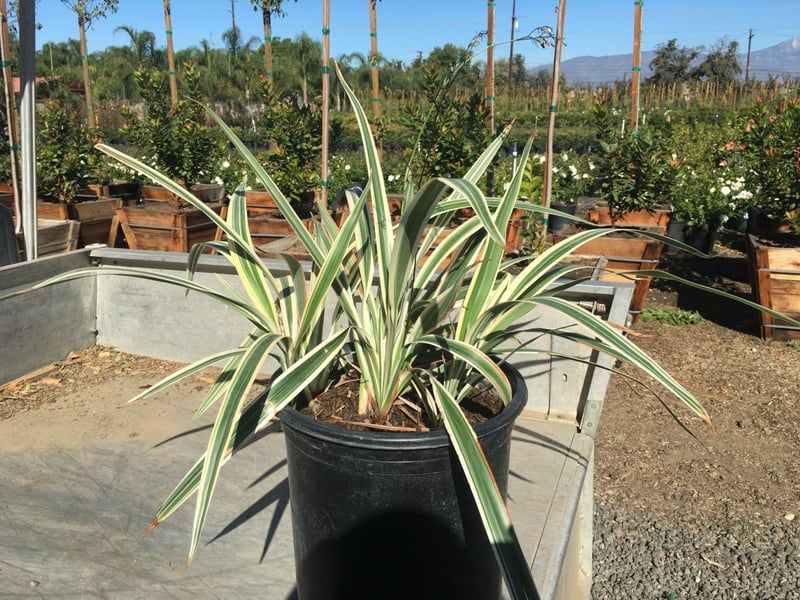 Photo for Dianella tasmanica 'Variegata' (Variegated Flax Lily)