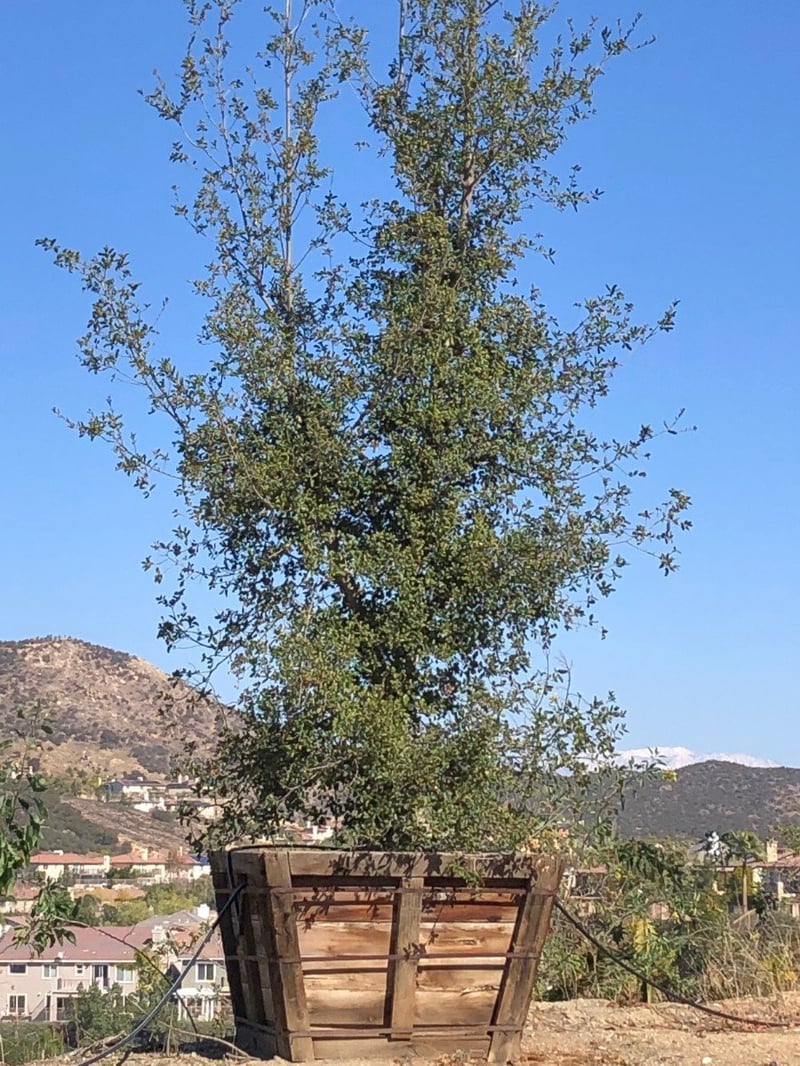 Photo for Quercus agrifolia (Natural) (Coast Live Oak)
