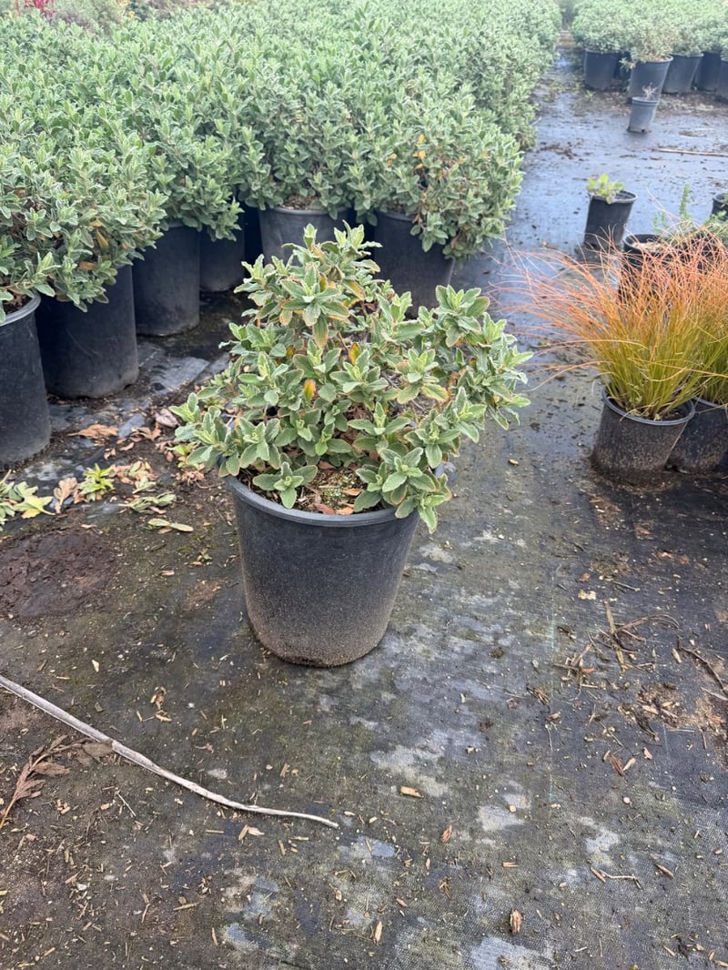 Photo for Cistus 'Sunset' (Sunset Rockrose)
