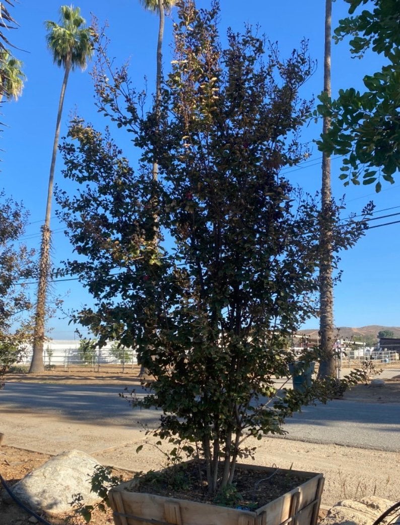 Photo for Lagerstroemia indica (Pink) (Multi) (Pink Crape Myrtle)