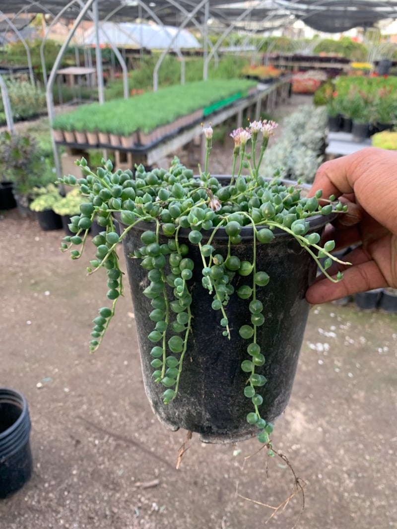 Photo for Senecio rowleyanus (String of Pearls)