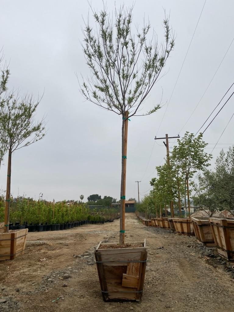 Photo for Chilopsis linearis (Standard) (Desert Willow)
