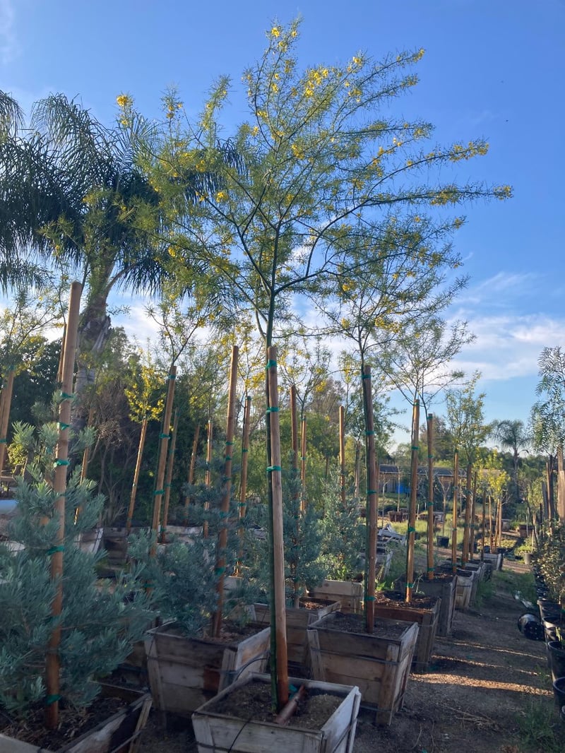 Photo for Parkinsonia 'Desert Museum' (Standard) (Desert Museum Palo Verde)