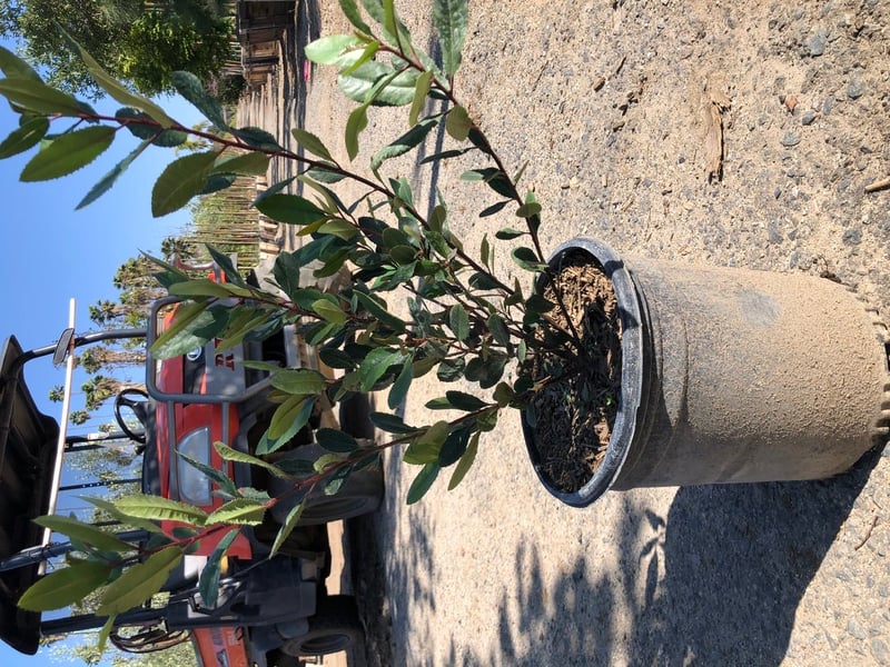 Photo for Heteromeles arbutifolia (Toyon)