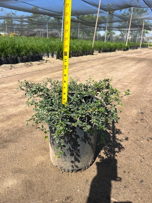 Photo for Cotoneaster dammeri (Bearberry)