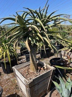 Photo for Aloe 'Hercules' (Standard) (Hercules Aloe)