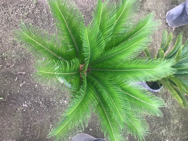 Photo for Zamia furfuracea (Sago Cycas, Cardboard Palm)