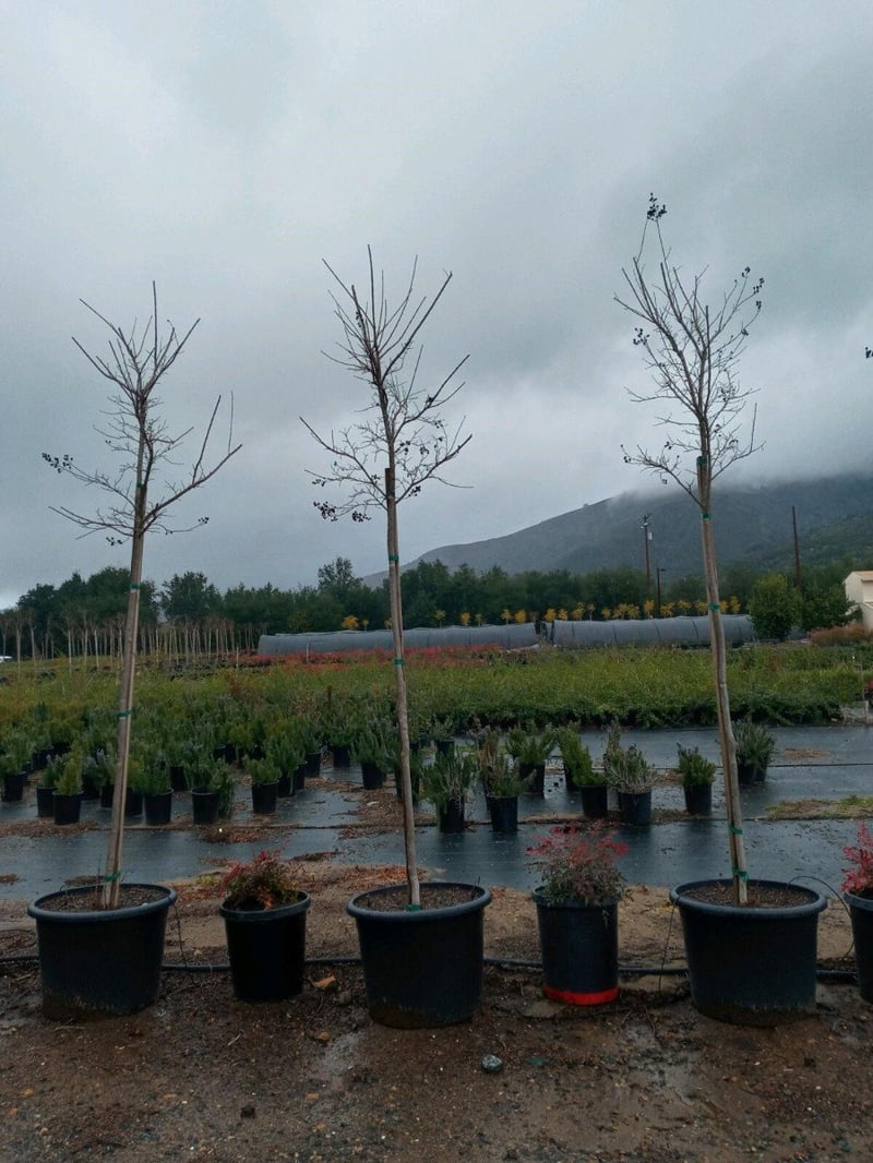 Photo for Lagerstroemia indica x fauriei 'Tuscarora' (Standard) (Tuscarora Crape Myrtle)