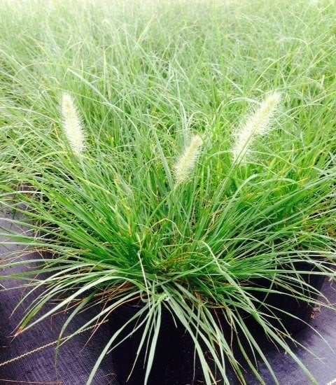 Photo for Pennisetum alopecuroides 'Little Bunny' (Little Bunny Dwarf Fountain Grass)