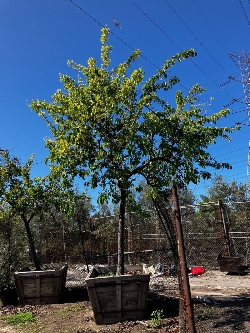 Photo for Pyrus kawakamii (Standard) (Evergreen Pear)