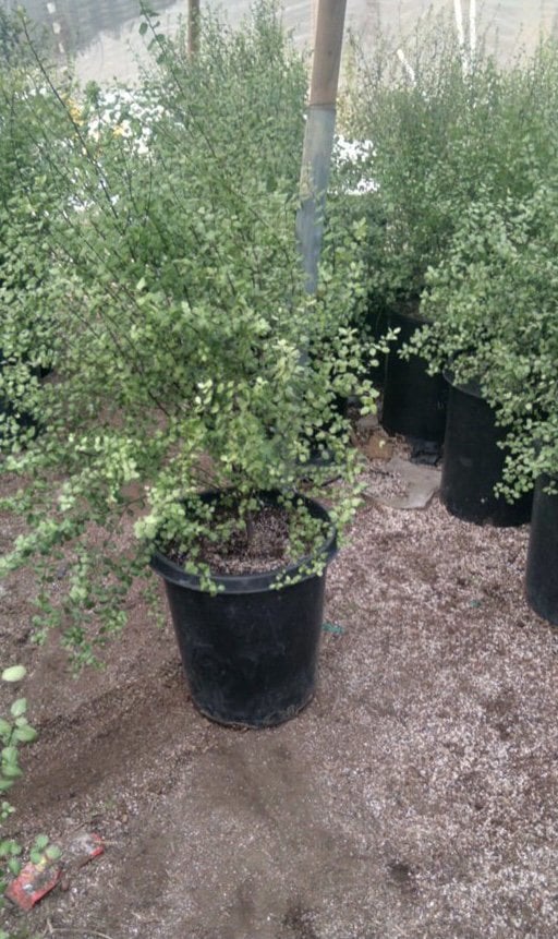 Photo for Pittosporum tenuifolium 'Silver Sheen' (Column) (Silver Sheen Kohuhu)