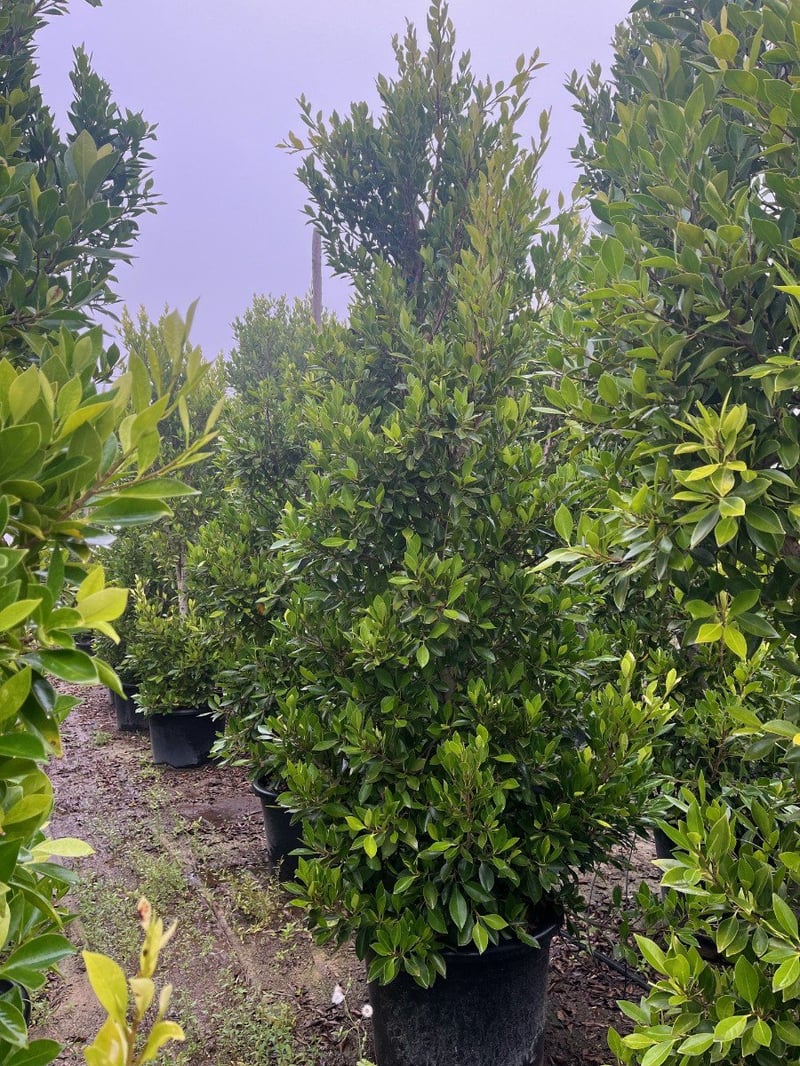 Photo for Ficus microcarpa nitida (Column) (Indian Laurel)