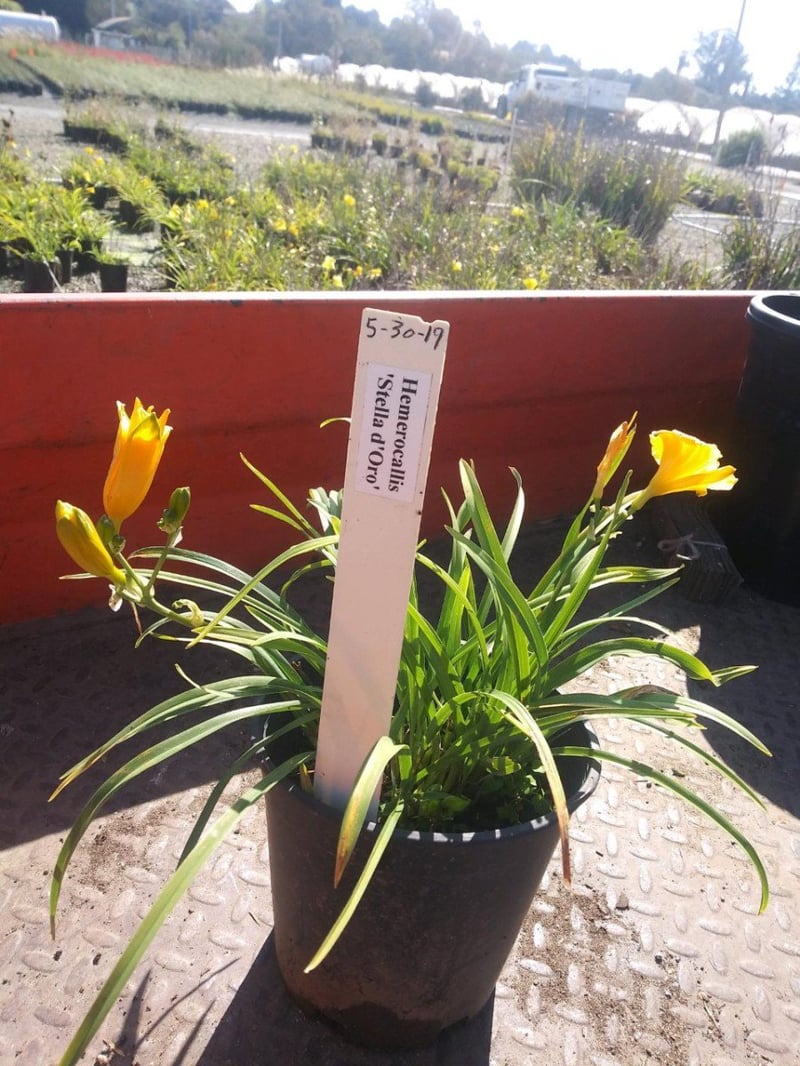 Photo for Hemerocallis x 'Stella de Oro' (Stella De Oro Dwarf Daylily)