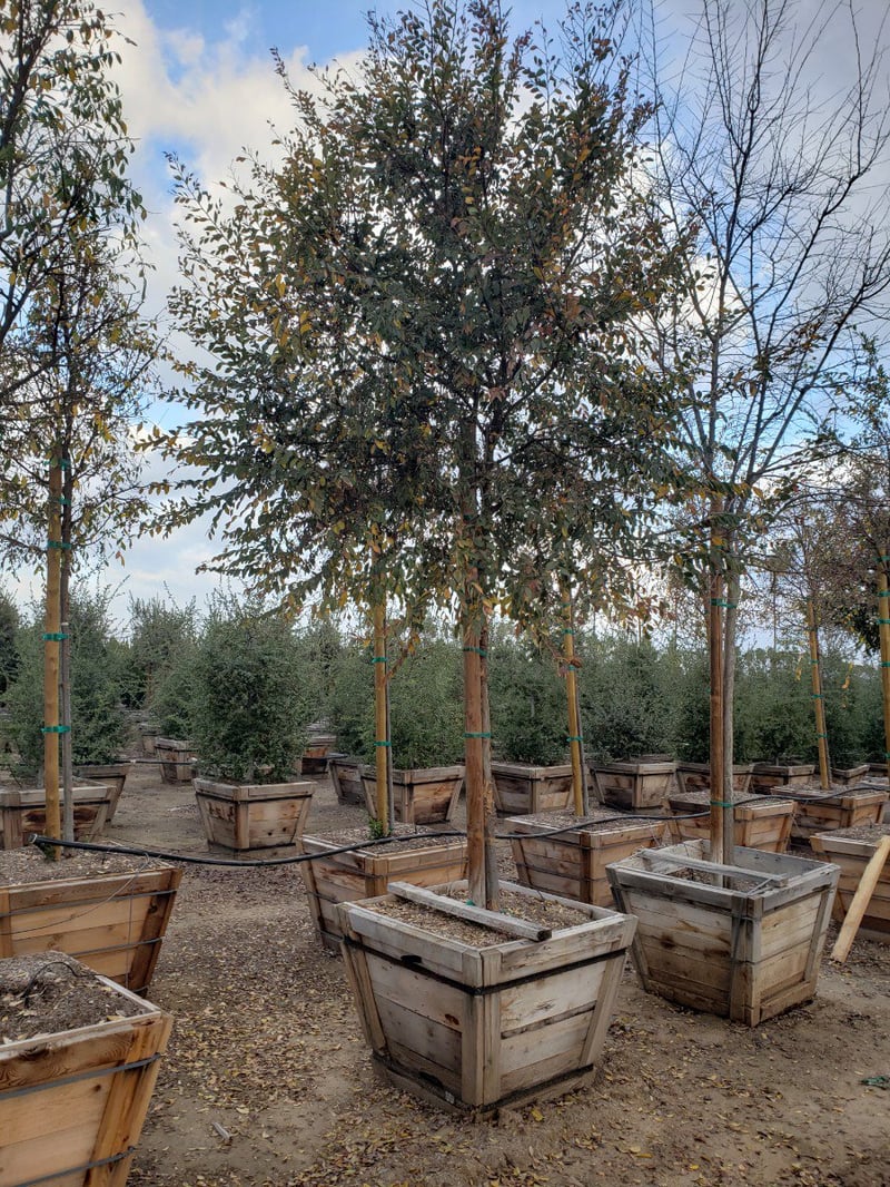 Photo for Ulmus parvifolia 'Drake' (Drake's Chinese Elm)