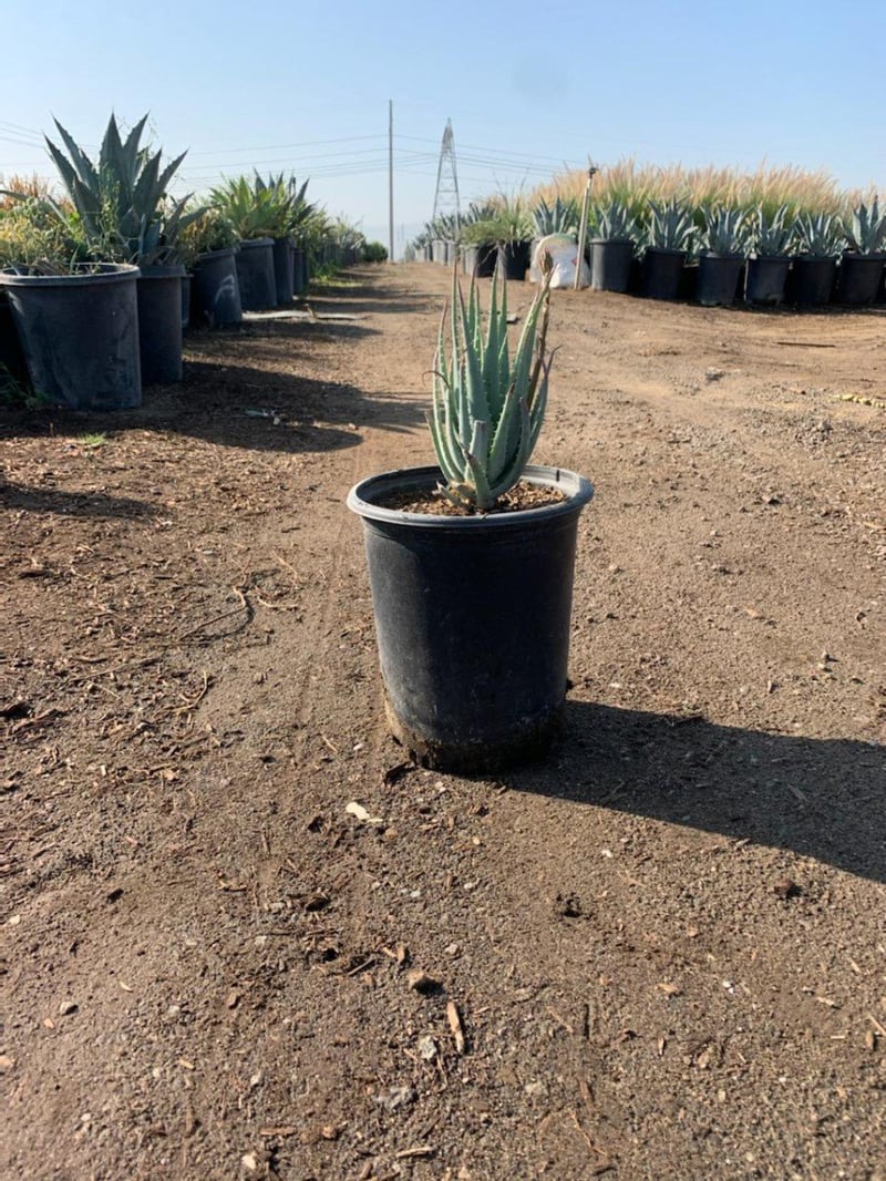 Photo for Aloe 'Blue Elf' (California Aloe, Blue Boy)