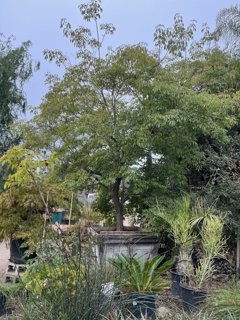 Photo for Tabebuia impetiginosa (Pink Trumpet Tree)