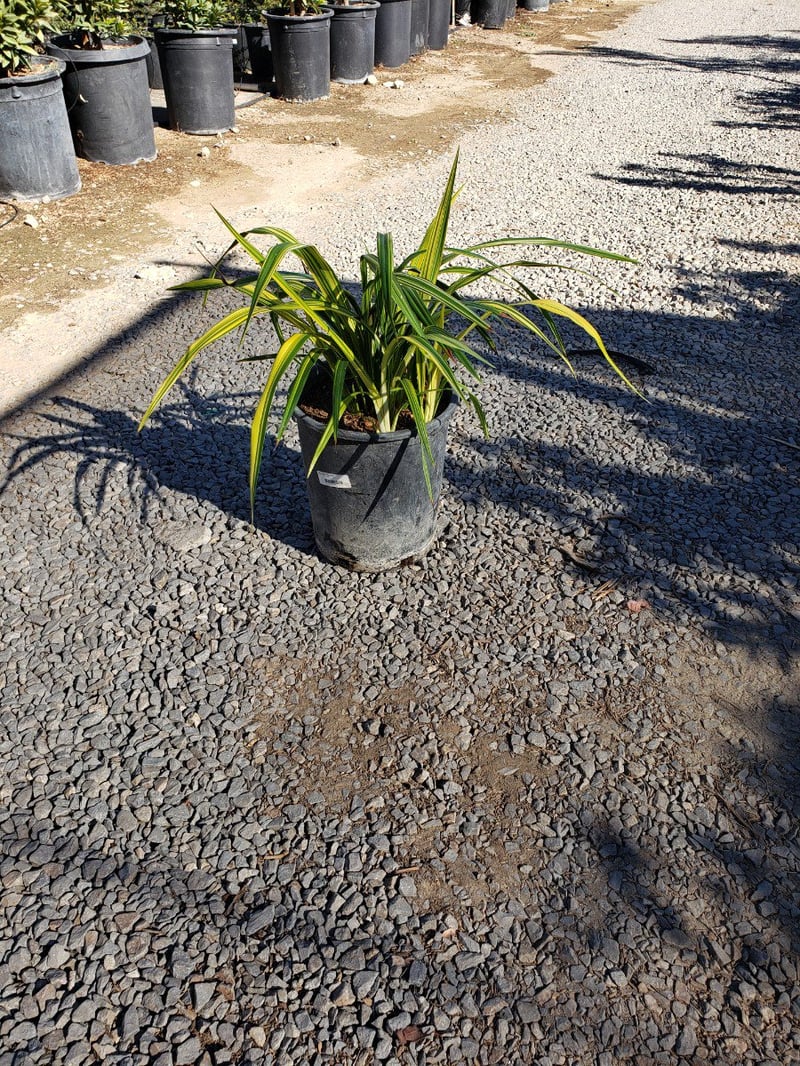Photo for Dianella tasmanica 'Yellow Stripe' (Gold Stripe Flax Lily)