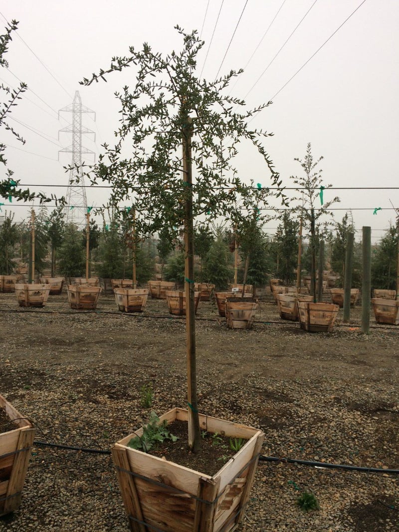 Photo for Quercus agrifolia (Standard) (Coast Live Oak)