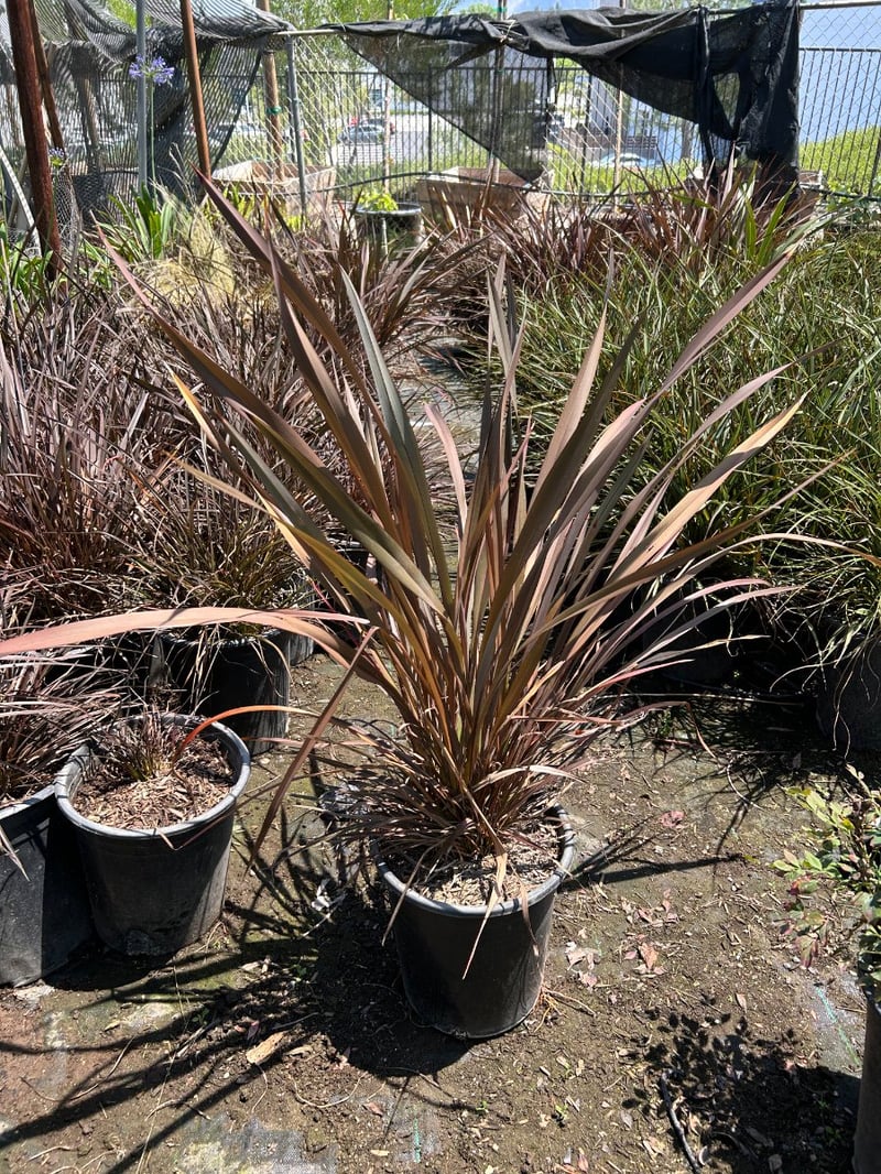 Photo for Phormium 'Rubrum' (Rubrum New Zealand Flax)