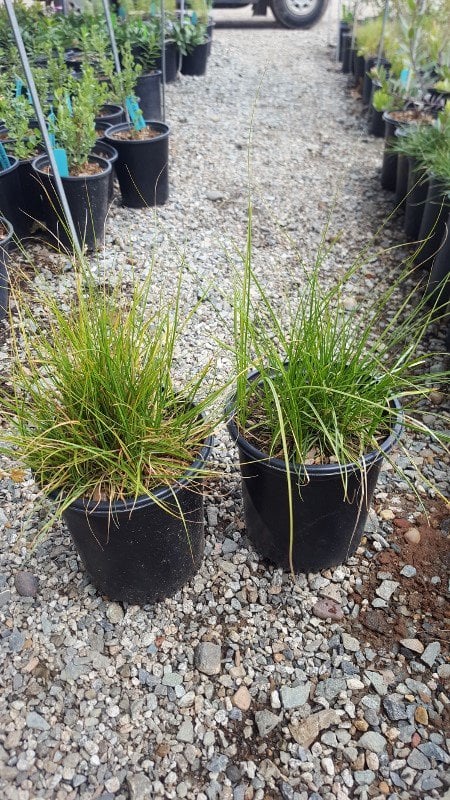 Photo for Carex pansa (California Meadow Sedge)