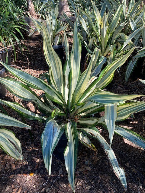 Photo for Furcraea foetida 'Mediopicta' (F. gigantea 'Striata') (Furcraea foetida 'Mediopicta')