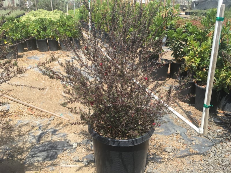 Photo for Leptospermum scoparium 'Ruby Glow' (Ruby Glow Tea Tree)