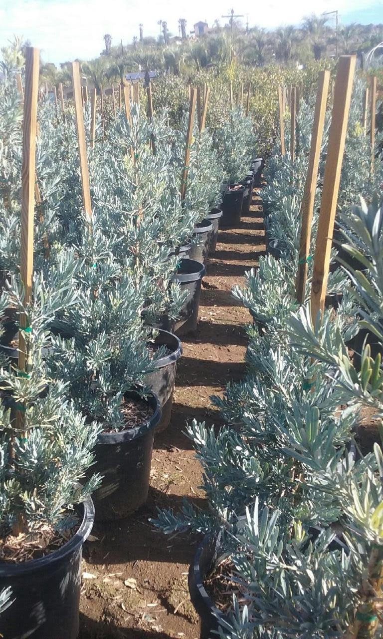 Photo for Podocarpus elongatus 'Monmal' (Column) (Icee Blue Yellow-Wood)