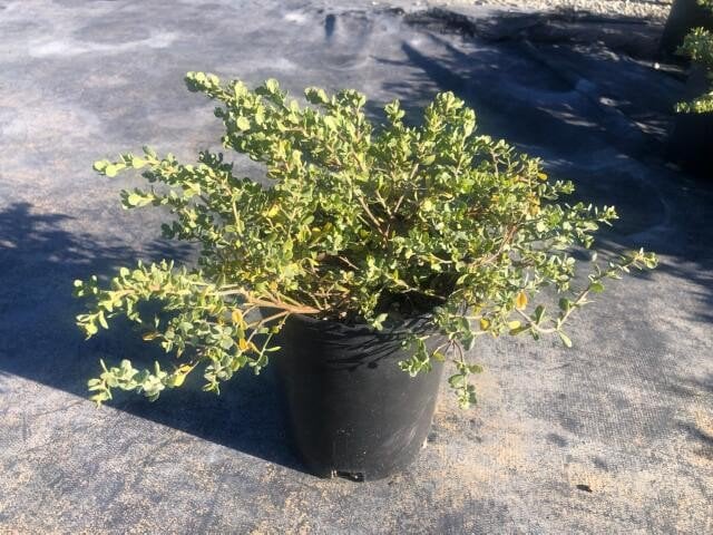 Photo for Baccharis pilularis 'Twin Peaks' (Dwarf Coyote Brush)