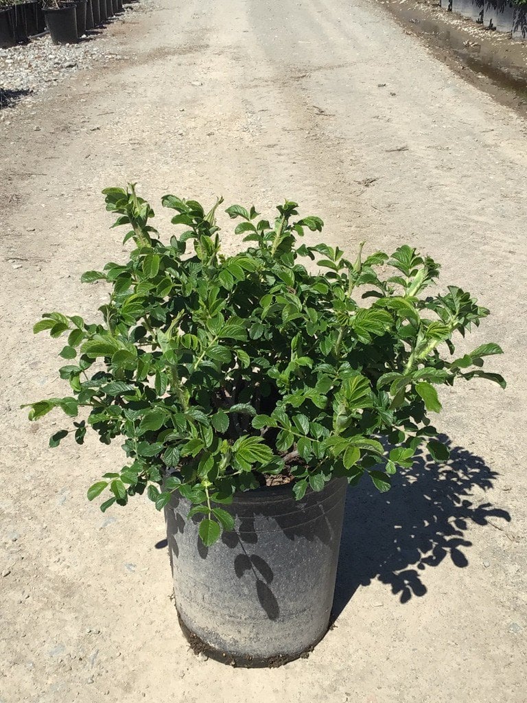 Photo for Rosa rugosa (Rugosa Rose)