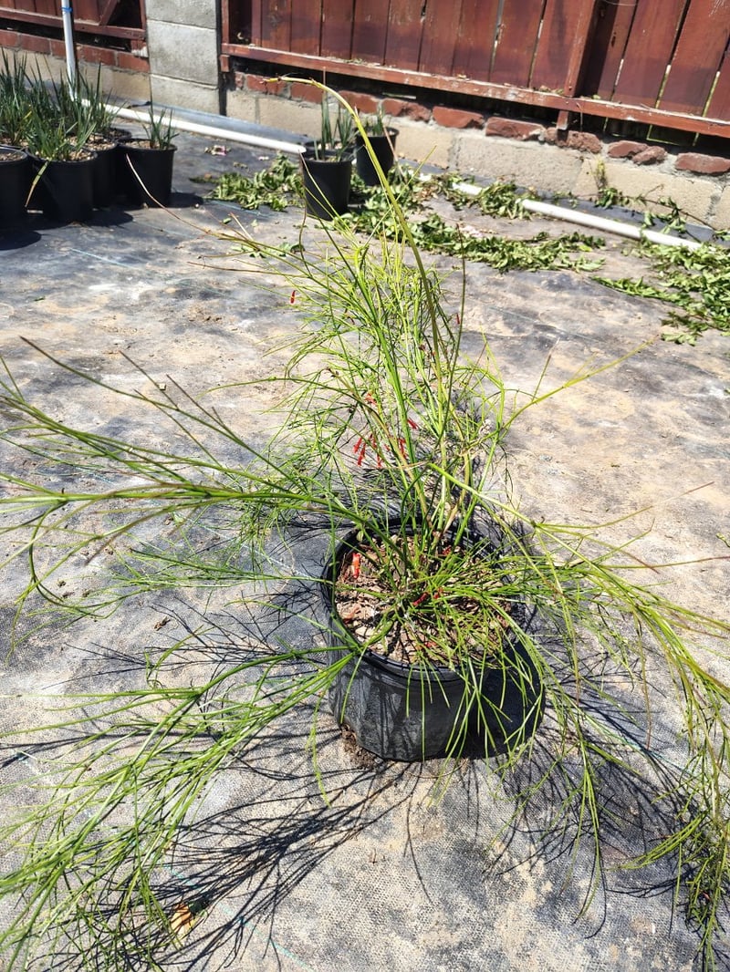 Photo for Russelia equisetiformis (Coral Fountain, Firecracker Plant)